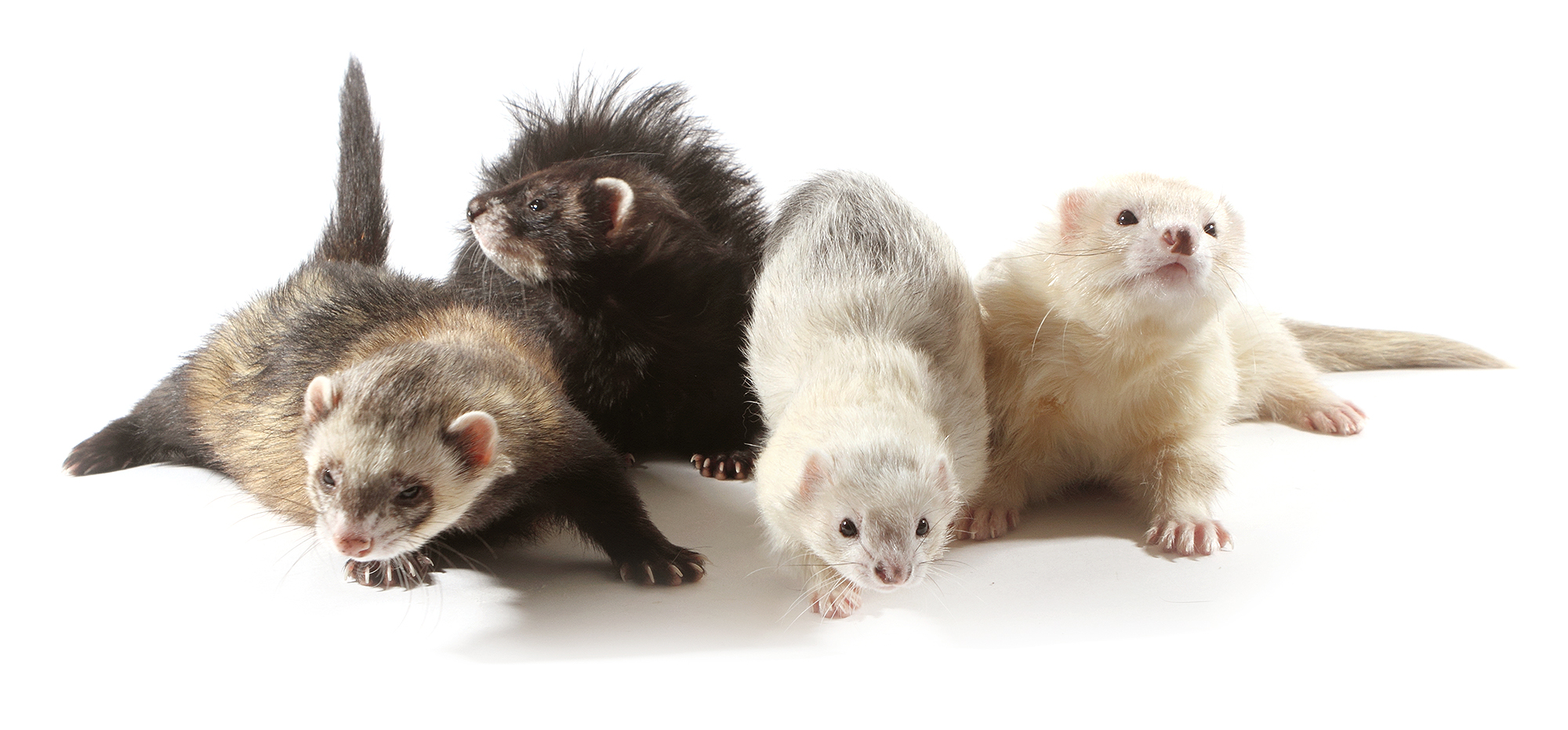 Adopter un furet : nos conseils avant de vous lancer - Companimo Blog