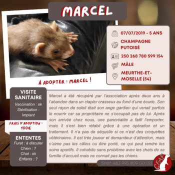 Marcel